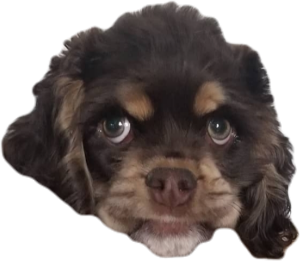 Picture of Sohyeon Hwang's dog, Tubby, a grumpy little cocker spaniel. This image is one of the stickers in a custom sticker pack Sohyeon made for the Signal messaging app. It is meant to give off goblin-like vibes.